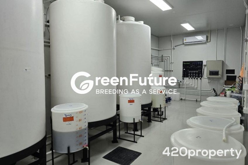 Cannabis Businesses For Sale | Cannabis Cultivation/ Grow Businesses For Sale