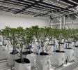 Cannabis Businesses For Sale | Cannabis Cultivation/ Grow Businesses For Sale