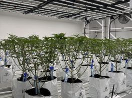 Micro license 2500 sqft