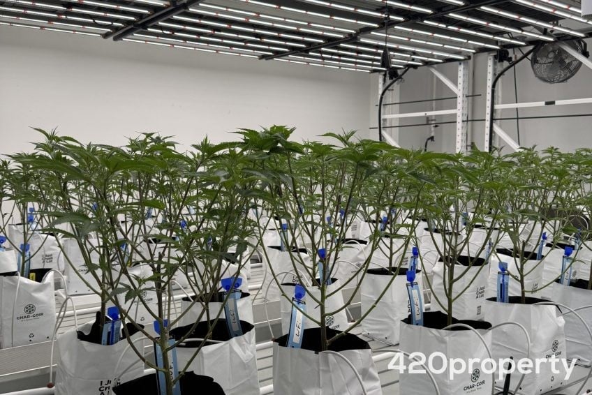 Businesses For Sale | Cultivation & Growing Companies For Sale