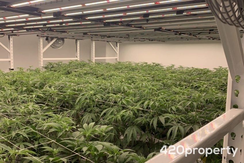 Cannabis Businesses For Sale | Cannabis Cultivation/ Grow Businesses For Sale