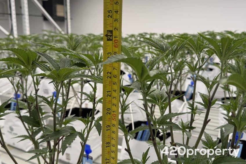 Cannabis Businesses For Sale | Cannabis Cultivation/ Grow Businesses For Sale
