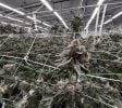 Cannabis Businesses For Sale | Cannabis Cultivation/ Grow Businesses For Sale