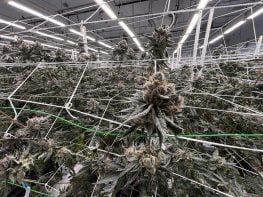 $21M Cash-Flowing Cultivation & Nursery Platform | $4.65M Annual Profit | Off-Grid Power | Mojave, CA