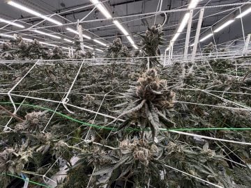 $21M Cash-Flowing Cultivation & Nursery Platform | $4.65M Annual Profit | Off-Grid Power | Mojave, CA