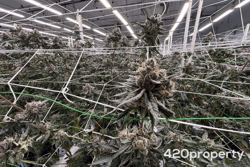 Businesses For Sale | Cultivation & Growing Companies For Sale