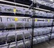 $21M Cash-Flowing Cultivation & Nursery Platform | $4.65M Annual Profit | Off-Grid Power | Mojave, CA
