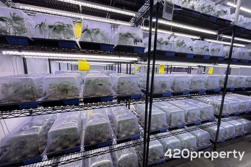 Cannabis Businesses For Sale | Cannabis Cultivation/ Grow Businesses For Sale