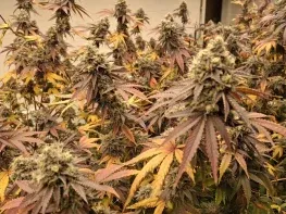 Fully Turnkey Cannabis Cultivation, Processing & Distribution Business For Sale (Colorado Springs, Colorado) #2124