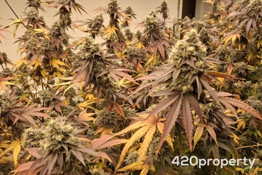 Cannabis Businesses For Sale | Cannabis Cultivation/ Grow Businesses For Sale