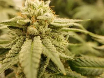 Premier Indoor Cultivation Facility