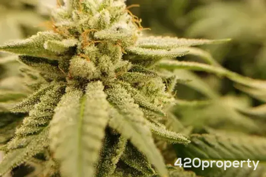 Cannabis Businesses For Sale | Cannabis Cultivation/ Grow Businesses For Sale