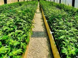 6 Acre Cannabis Cultivation Business 125K SF Greenhouse Canopy + 50K SF Nursery + 25K SF Processing & Distribution For Sale Call For Offers December 18th (Ventura County, California) #2128