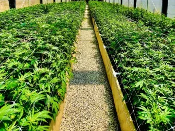 6 Acre Cannabis Cultivation Business 125K SF Greenhouse Canopy + 50K SF Nursery + 25K SF Processing & Distribution For Sale Call For Offers December 18th (Ventura County, California) #2128