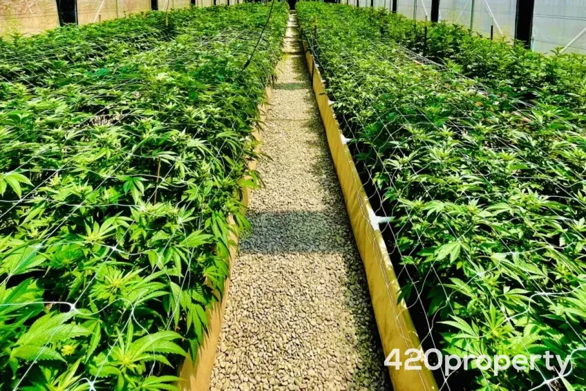 Businesses For Sale | Cultivation & Growing Companies For Sale