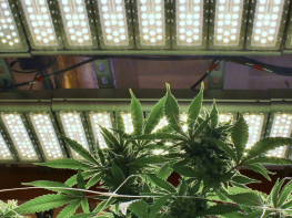 Operational Indoor Cannabis Cultivation 120 Flower Top Lights and 80 Under-Canopy Lights Microbusiness Opportunity For Sale (Humboldt County, California) #2132