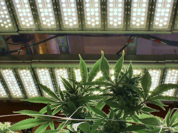 Operational Indoor Cannabis Cultivation 120 Flower Top Lights and 80 Under-Canopy Lights Microbusiness Opportunity For Sale (Humboldt County, California) #2132