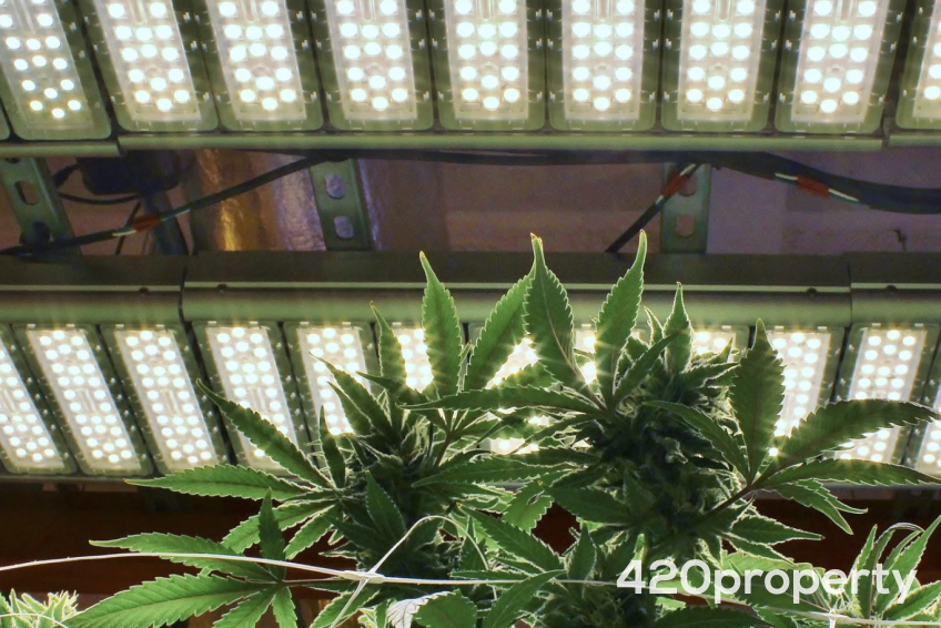 Cannabis Businesses For Sale | Cannabis Cultivation/ Grow Businesses For Sale