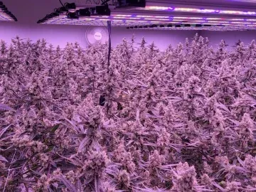 32 Flower Light Turnkey Cultivation Specialty Cottage Indoor 500 SqFt Canopy Business For Sale (Long Beach, California) #2133