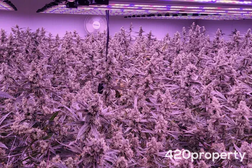 Cannabis Businesses For Sale | Cannabis Cultivation/ Grow Businesses For Sale